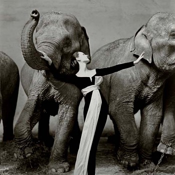 Artist:&nbsp;Richard Avedon