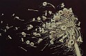 Alexi Torres, Wish Series: Burning Desire
2022, Original Oil on Canvas